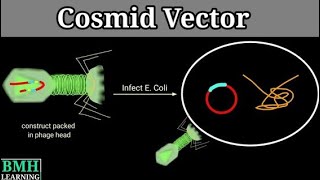 Cosmid  Biotechnology  2023 [upl. by Nnaitak]