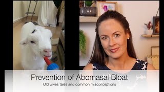 How to prevent Abomasal Bloat in lambskids Vet Explains FAST  Sez the Vet [upl. by Berck]