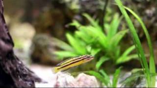 Julidochromis regani quotKipiliquot F1 [upl. by Ativad219]