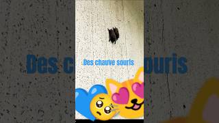 Des chauvessouris derrière mon volet 😻🥺💙 pourtoi cute chauvesourit funnyvideo [upl. by Ettenyl]