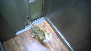 Smart cat uses elevator [upl. by Mixam949]