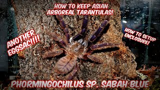 Arboreal Tarantula care  Phormingochilus sp sabah blue [upl. by Ettennek]