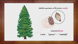 Biologie Conifere partea 2  WinSchool [upl. by Eiclek]