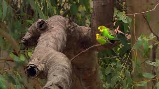 budgies in wild [upl. by Shorter]