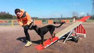 Beauceron Ikra 7 months agility foundations [upl. by Ettenoitna]