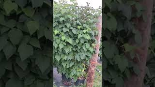 picking raspberry at farm SV Channel Trending Shorts Shorts feed [upl. by Langley232]