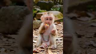 Daily life of Adorable Wild Baby Monkeys Ep141 [upl. by Eisak]