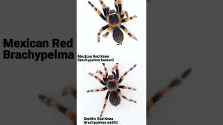 Brachypelma smithi vs hamorii  can YOU tell the differences between Red Knee Tarantulas [upl. by Anniala]