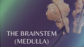 The Brainstem  Medulla  External features of Medulla [upl. by Beane]