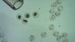 Sorting dead from live zebrafish embryos [upl. by Azaleah999]