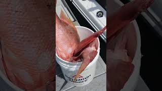 Bucket FULL Fishing Charter Trip in The Florida Keys [upl. by Akcirre]