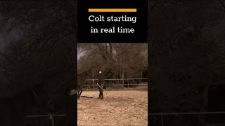 Colt starting in real time [upl. by Erminna]