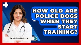 How Old Are Police Dogs When They Start Training  PetGuide360com [upl. by Ahsilrac]