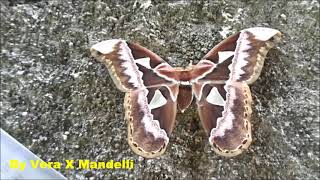 MARIPOSA   MOTH   37 [upl. by Haden956]