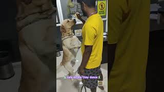 Cute labrador tail wagging dance🕺🥰 labrador pets illuminatisong doglover youtubeshorts cute [upl. by Halfdan]