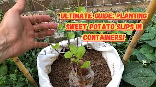 Ultimate Guide Planting Sweet Potato Slips in Containers 🍠🌱sweetpotato sweetpotatoes gardening [upl. by Elauqsap]