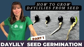 HOW TO GROW DAYLILY PLANTS FROM SEED VIDEO SERIES  PART 1 GERMINATION PROCESS [upl. by Xonnel]