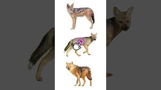 3 Species Of Jackal  Types Of Jackal jackals [upl. by Nevag]