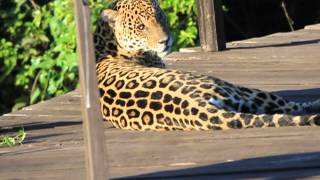 Onçapintada descansa na Trilha da Figueira Centenária na Fazenda San Francisco Pantanal Sul [upl. by Reynard]