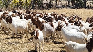 quotquotCHIVOS ASTA DE 100 MIL PESOSquotquotde mi rancho boer de mexico [upl. by Dibrin242]