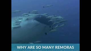 Why Are Remoras Always Clinging to Sharks  Azula [upl. by Bahner]