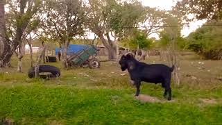 Chavarría pueblo Pequeño del interior de Corrientes [upl. by Stormie]