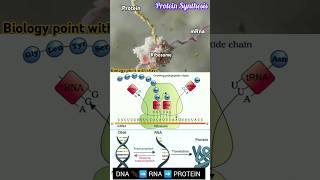 🔴 Protein Synthesis 🧬🤯🎯 biologynotes NEET  CBSE Translation [upl. by Nitnerb]