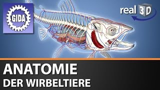 Trailer  Anatomie der Wirbeltiere  Biologie  3D Software [upl. by Shelbi501]