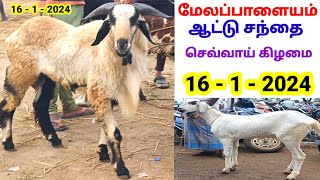 16  1  2024  மேலப்பாளையம் ஆட்டு சந்தை  Melapalayam Goat Sheep Market  tamilvivasayi [upl. by Ennairb]