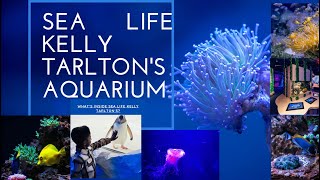 SEA LIFE Kelly Tarltons Aquarium මුහුද යටින් රවුමක් [upl. by Hterag]