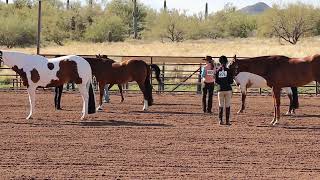 Class 3  Halter GeldingsStallions  Scottsdale Saddle Club  February Horse Show [upl. by Acisej]