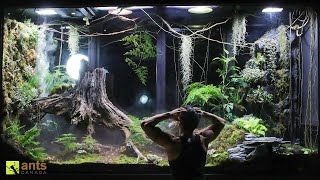 A Mantis Mating Disaster amp Crisis in My Giant Rainforest Vivarium [upl. by Eiralam]