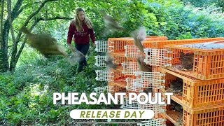 It’s Pheasant Poult Release Day And that can only mean a very early start 🤣 [upl. by Ataner905]