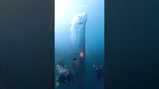 Divers spot huge earthquakeheralding oarfish off the coast of Taiwan [upl. by Ecirtnahs]