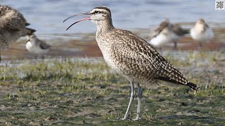 Whimbrel calling at Red Head Marsh Saint John [upl. by Atiuqihs285]