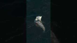 Smart Polar Bear Catches Beluga Whale [upl. by Nosrac]