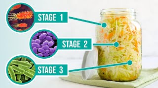 The Process of Fermentation  The 3 Crucial Stages of Fermenting Vegetables [upl. by Dorothy]