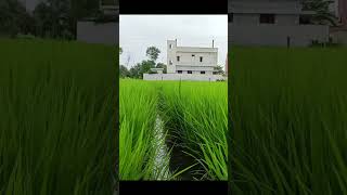 paddy cultivation  rice field  వరి పొలం  farming [upl. by Greenes]