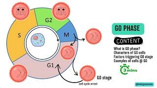 G0 Phase of Cell Cycle or Quiescent phase in 3 Minutes [upl. by Ahsineg973]