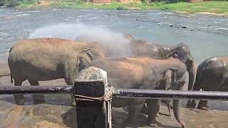 pinnawala Sri Lanka Elephants shower at elephant orphanage ceylon July 21 2024 [upl. by Lenwood]