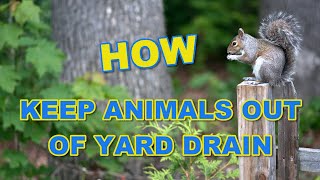 How To Keep Animals Out Of Your Yard Drain System  FAQ  ANSWERED [upl. by Alakim]