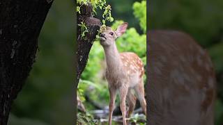 saiga antelope animal like a AC❄️ shorts facts saigaantelope [upl. by Ahsienom62]