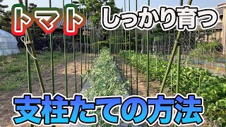 【トマト】長く育てることができる頑丈な支柱の立て方！コスパ最強です [upl. by Masera183]