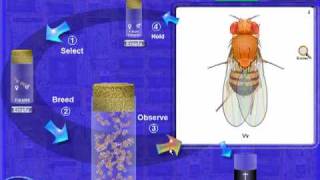 Drosophila Genetics Lab Introduction [upl. by Westney]