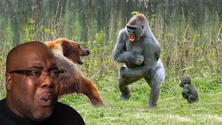 Gorilla vs Grizzly Bear Animal Face Off Compilation [upl. by Nwonknu]