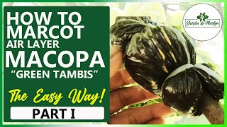 How to Marcot Macopa Green Tambis SIMPLE amp EASY Part 1 [upl. by Drolyag448]