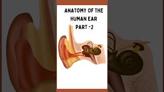 Anatomy of Ear Part 2  Anatomy of middle Ear  Content of middle Ear  Auditory Osciles [upl. by Carrol228]