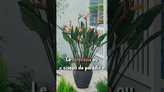 7 plantes pour rafraîchir son intérieur  shorts [upl. by Orelie]