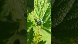 A mating pair of Green Nettle Weevils Note the different colours [upl. by Elokcin]