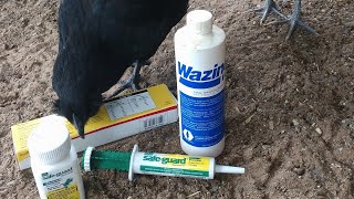 Deworming Chickens [upl. by Enerahs]